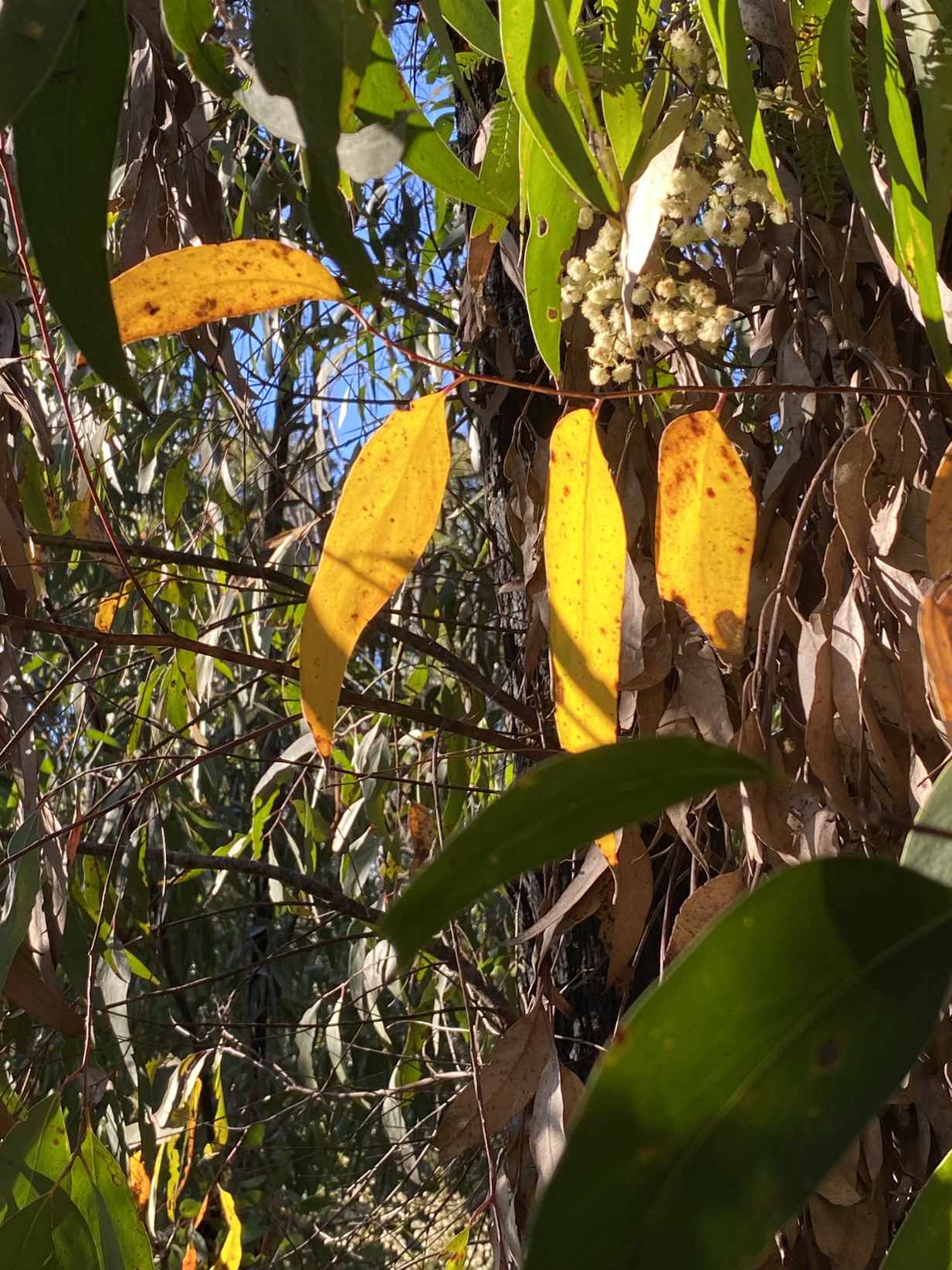 glowing-leaves